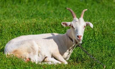 Naklejka na ściany i meble Portrait of a goat in the grass