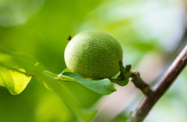 Green fruits on a walnut in nature