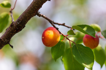 Ripe apricots on tree branches in nature