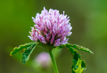 Pink flower on clover on the nature