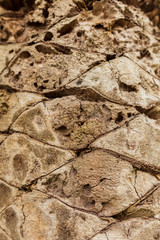 Bark on a palm tree as an abstract background