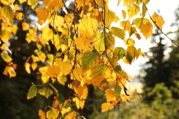 Autumn yellow leaves background. Birch branches with golden leaves in bright sunshine. Autumn nature background.