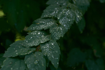 Close up photo of a green leaves with rain drops.