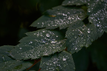 Close up photo of a green leaves with rain drops.