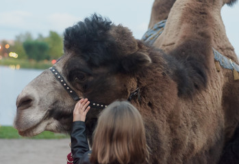 the girl touches the camel, checking whether it is cold.Love for animals.