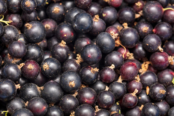 Ripe blackcurrant berries as a background