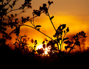 Plants in the field at sunset