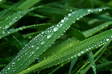 Green grass with dew drops on it.