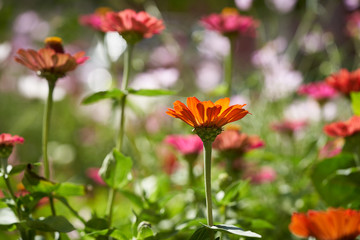 Obraz premium Red and orange summer flowers in a garden.