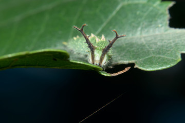 オオムラサキの幼虫