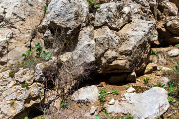 Dry tree on the rocks in the mountains