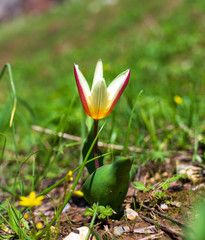 Wild tulip grows in nature
