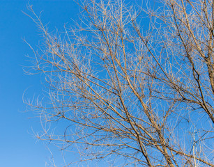 Bare branches on a tree against a blue sky