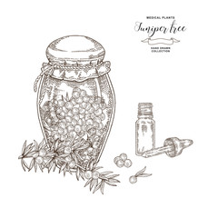 Juniper tree branch. Berries of Juniper in glass jar. Hand drawn medical plants. Vector illustration botanical. Engraving style.