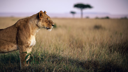 africa