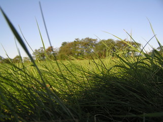 autumn green meadow