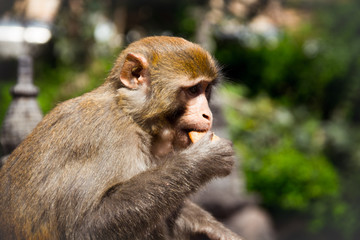 i love those biscuits