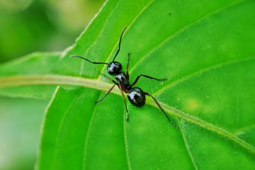 ant on leaf