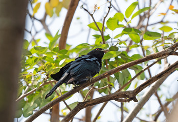 Close up Male Asian Koel Bird Perched on Branch