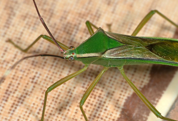 Macro Photo of Green Assassin Bug on The Floor