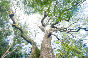 伊弉諾神宮　周辺風景