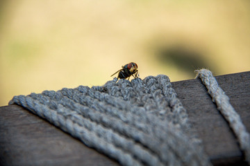 fly on rope