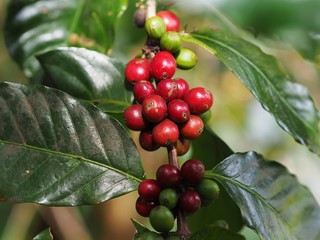 Coffee beans on the coffee tree Planted in northern Thailand Alabra Coffee