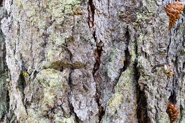 photo tree bark