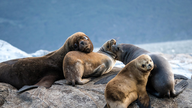 Ocean life