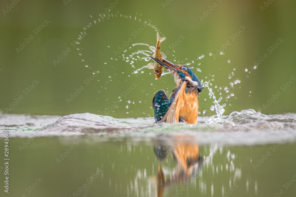 Poster a male kingfisher alcedo atthis is half out of the water with a minnow in its beak and water splashi
