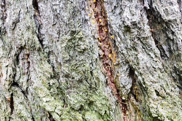 photo tree bark