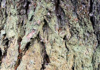 photo tree bark
