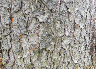 photo tree bark