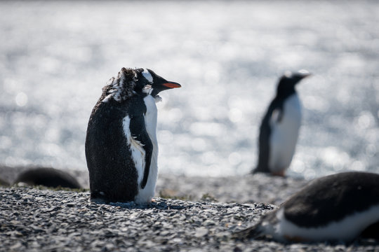 penguins