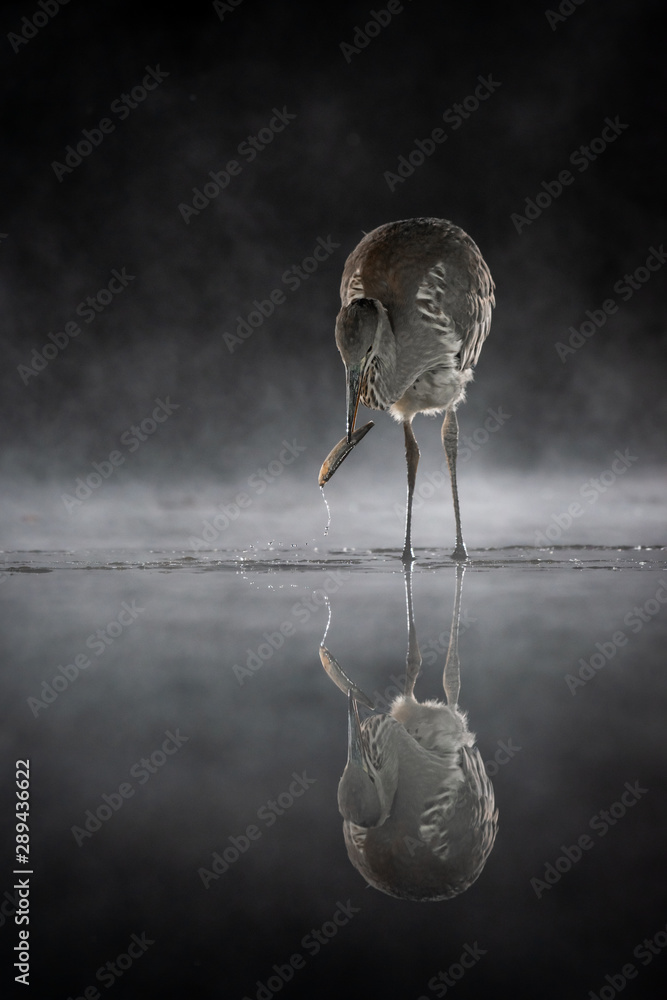 Poster a heron fishing at night. there is a fish in its beak and mist on the water. a perfect reflection is