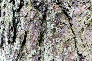 photo tree bark