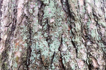 photo tree bark