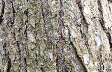 photo tree bark