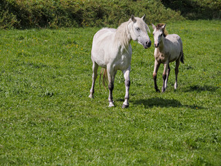 Obraz na płótnie Canvas White horse and young foal in a green field, Selective focus.