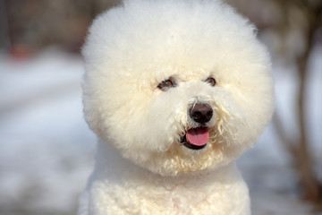 Bichon frize breed  white color