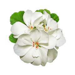 White geranium flower isolated on a white background