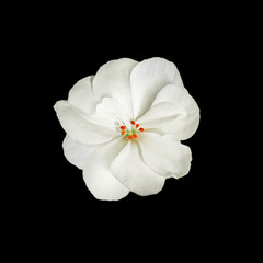 Fototapeta na wymiar White geranium flower isolated on a black background