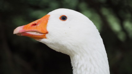cabeza de oca blanca, pico color naranja y rosa, ojos grises, negros y naranja, parque municipal de mollerussa, lerida, espa&ntilde;a