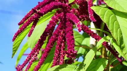 Purple flowers of medicinal and food plant amaranth swaying in the wind on a Sunny autumn day, beautiful natural background