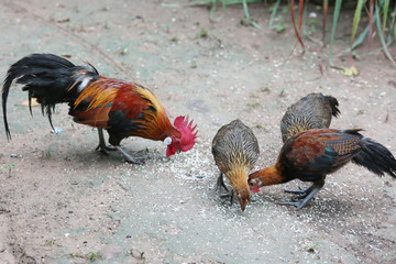 Jungle fowl eating prey with haste. We watched and were happy.