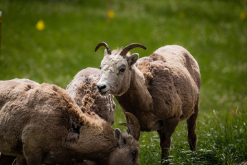 Bighorn Sheep
