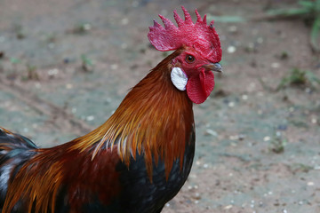 Jungle fowl eating prey with haste. We watched and were happy.