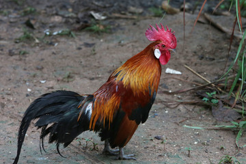 Jungle fowl eating prey with haste. We watched and were happy.