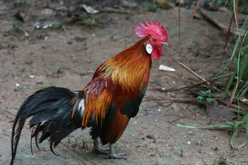 Jungle fowl eating prey with haste. We watched and were happy.