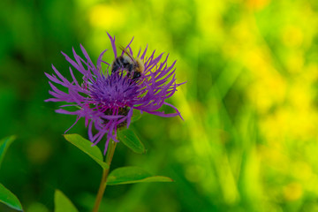 A bee sitting on a pink flower with delicate petals. Blurred background. Sunny summer day. Free space for an inscription.